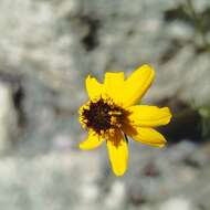 صورة Bidens angustissima Kunth