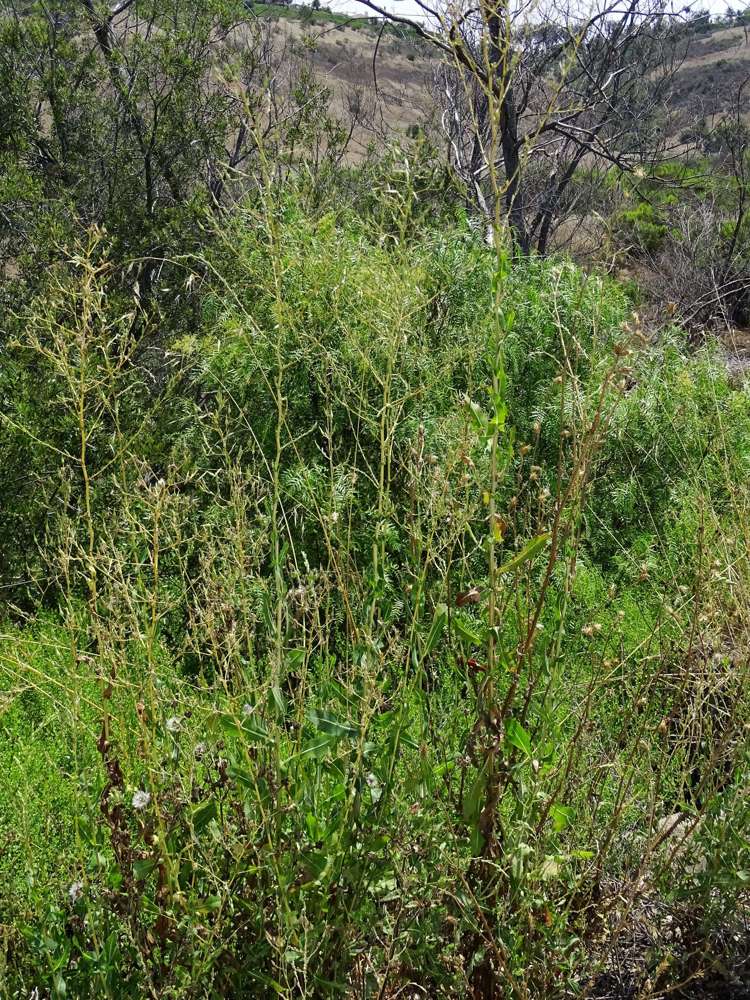 Image of prickly lettuce