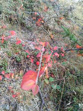 صورة Cotoneaster cinnabarinus Juz.