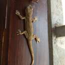 Image of Bark Gecko