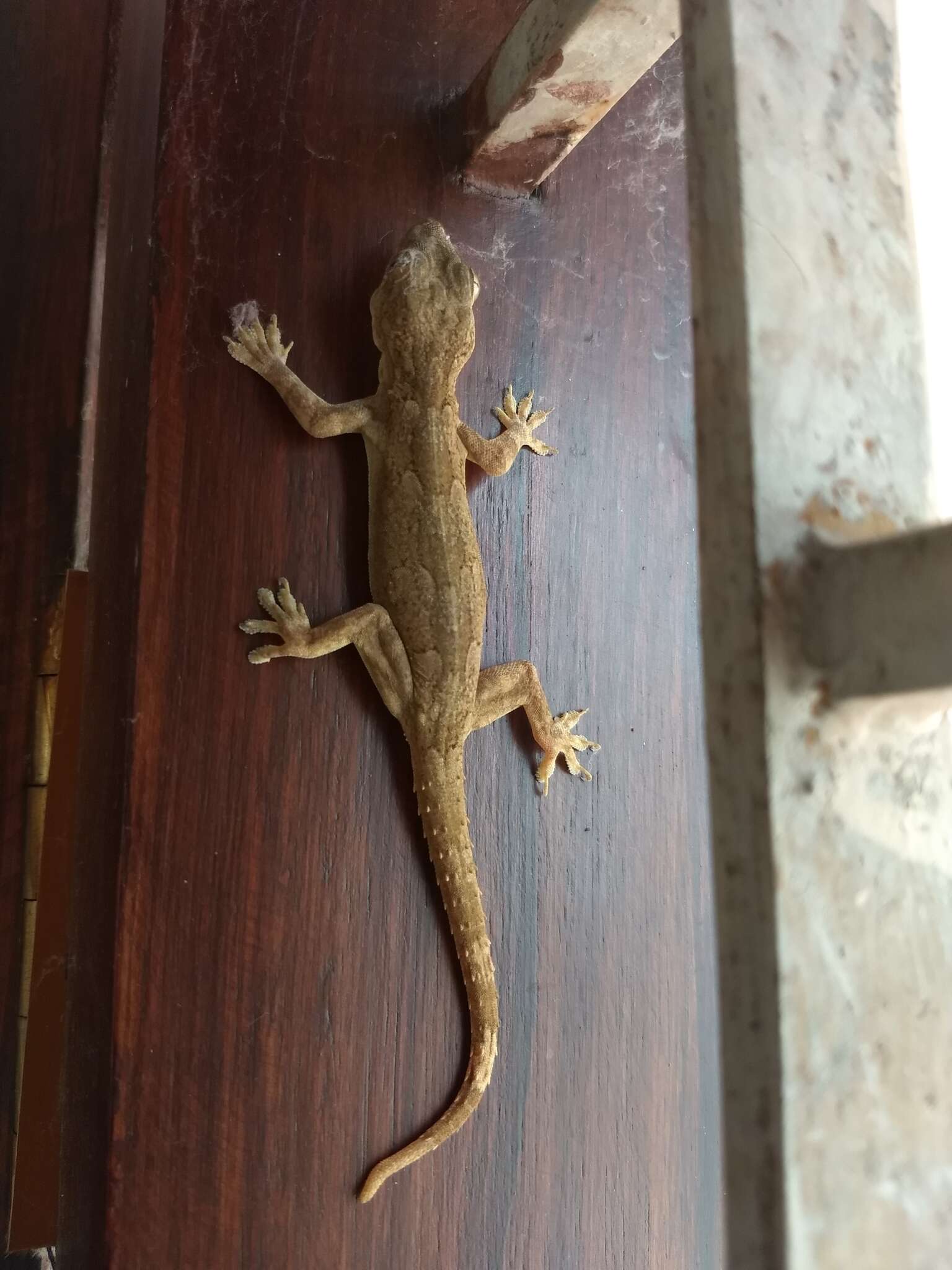 Image of Bark Gecko