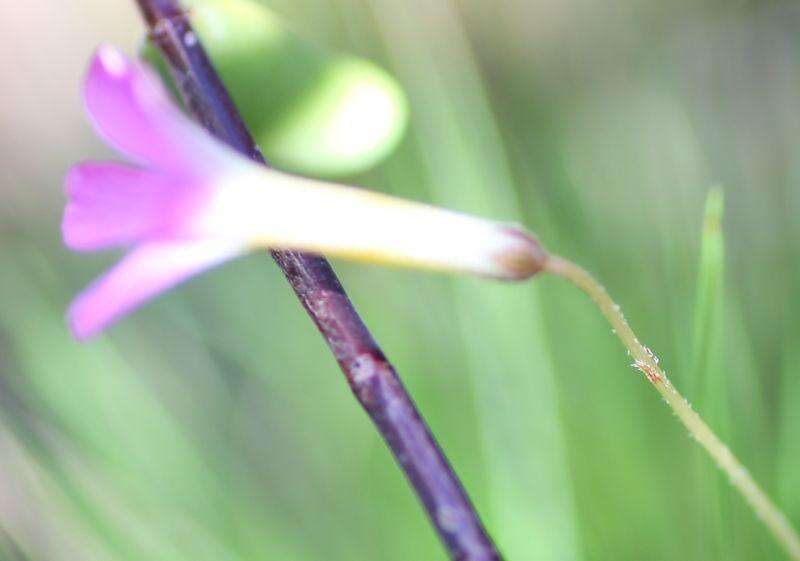 Imagem de Oxalis leptogramma Salter