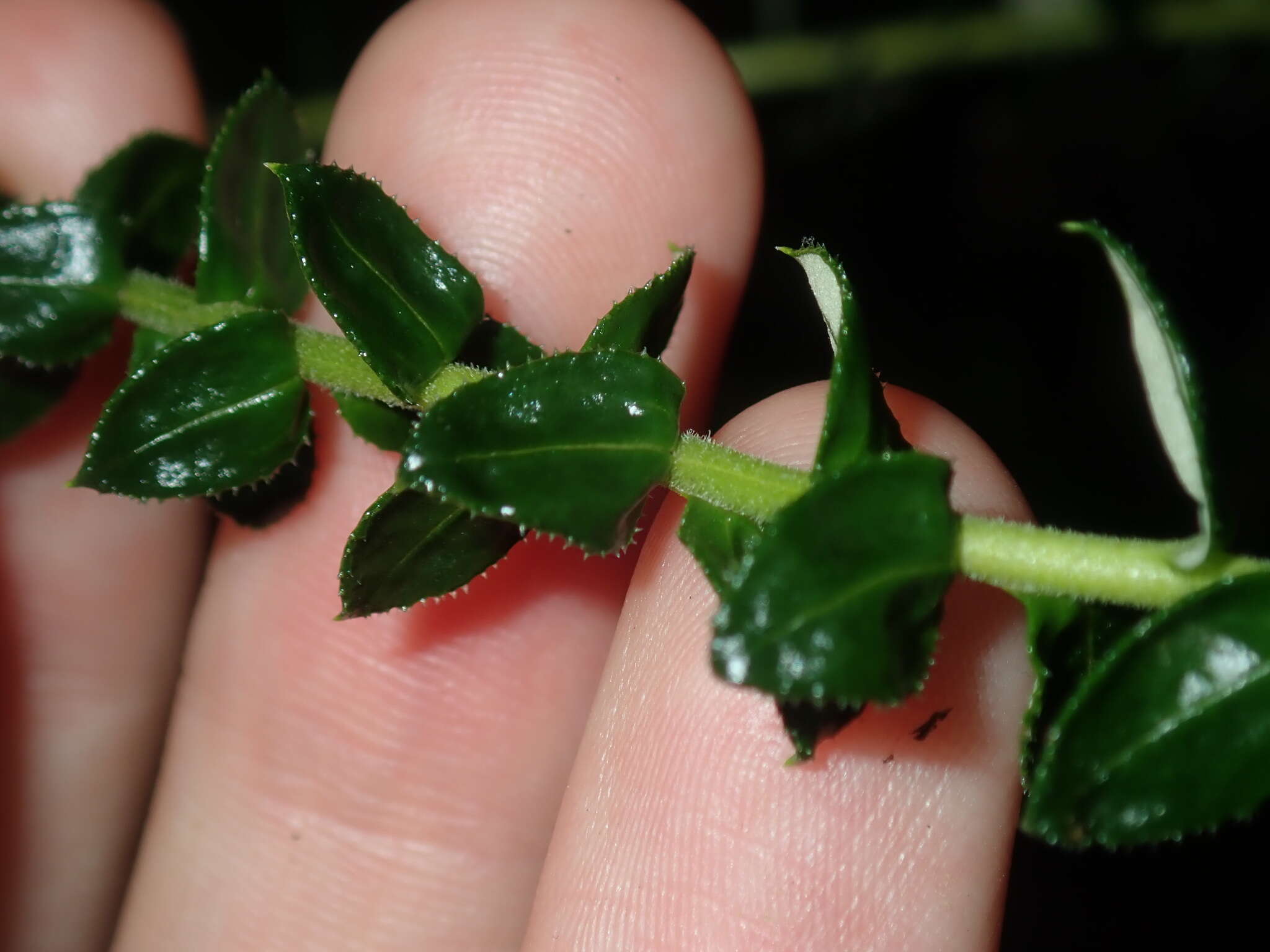 Cassinia denticulata R. Br resmi