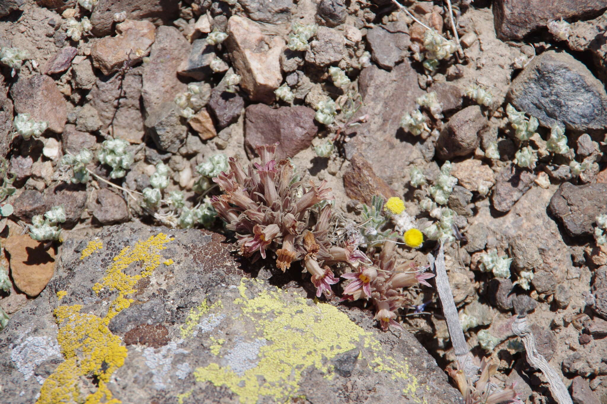 Слика од Stylocline psilocarphoides M. E. Peck