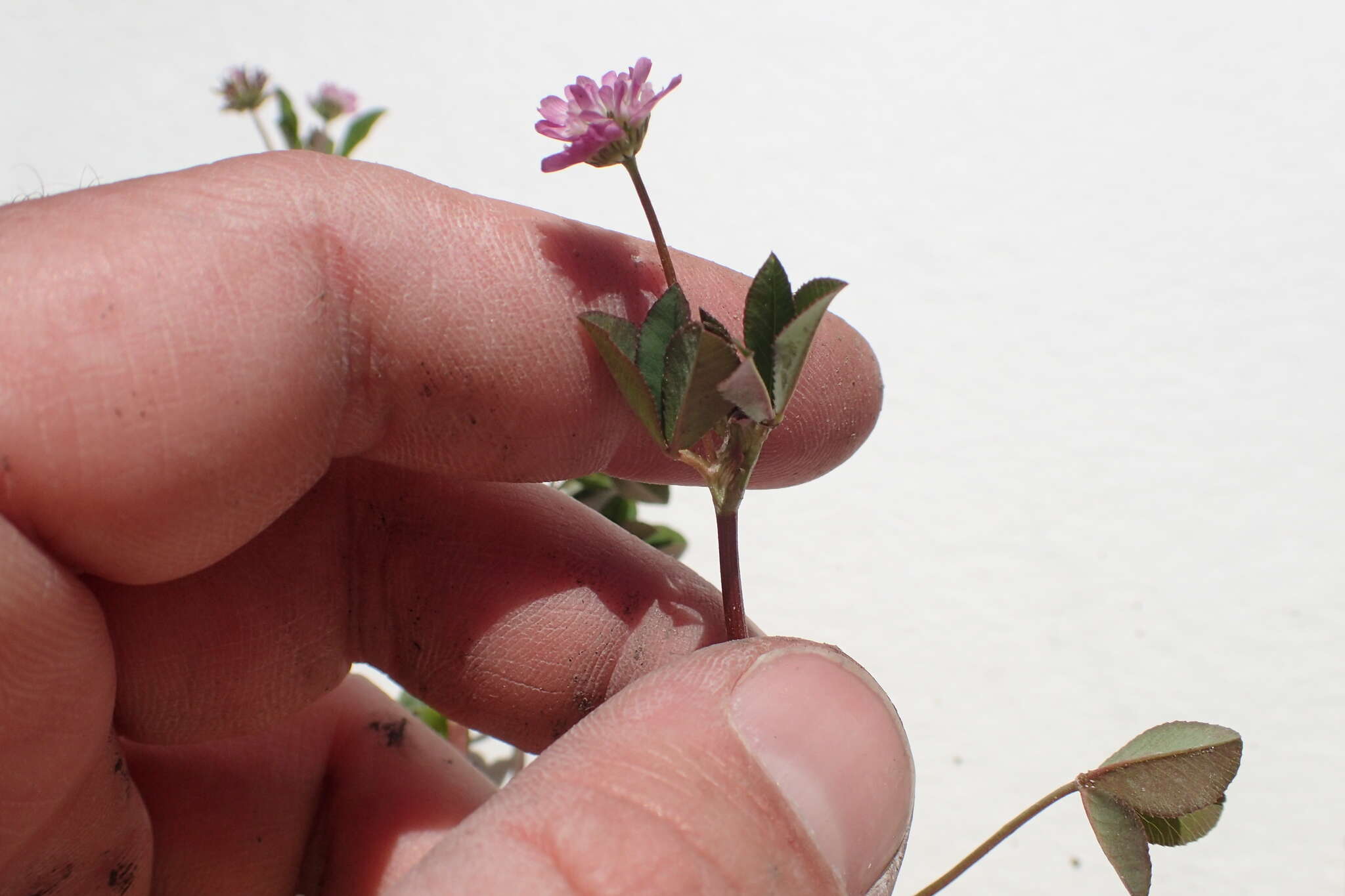 Image of reversed clover