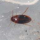 Image of Predaceous diving beetle