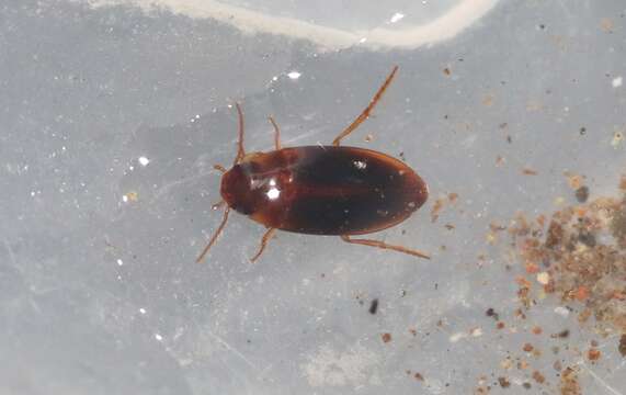 Image of Predaceous diving beetle