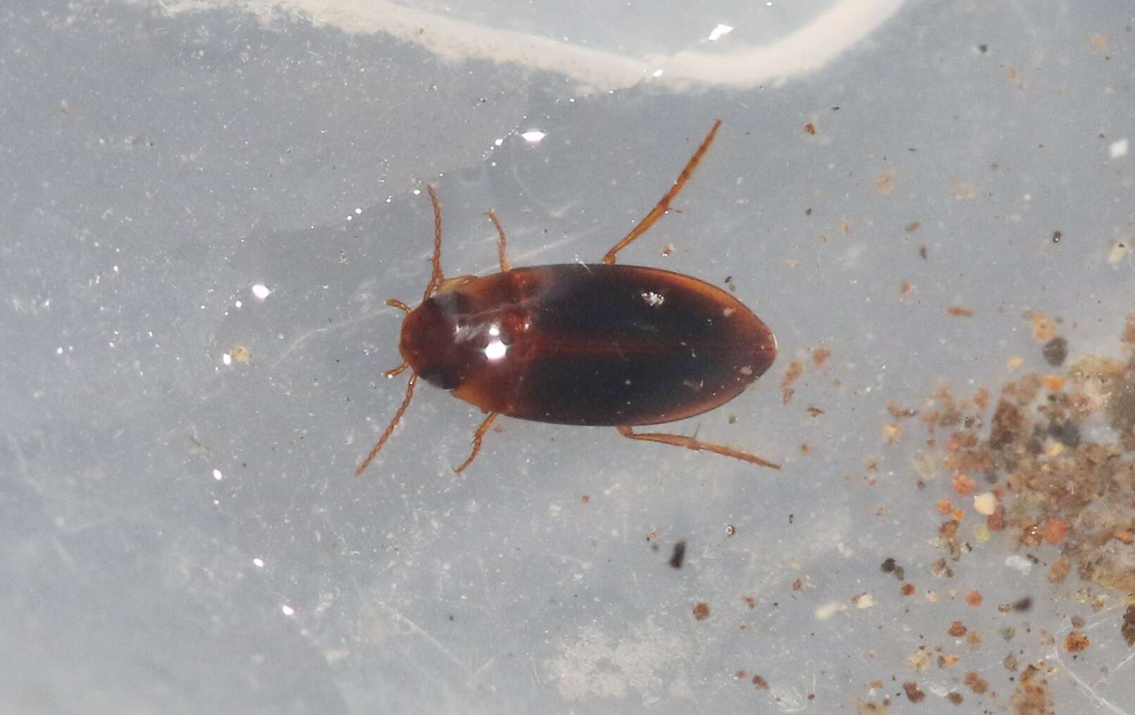 Image of Predaceous diving beetle