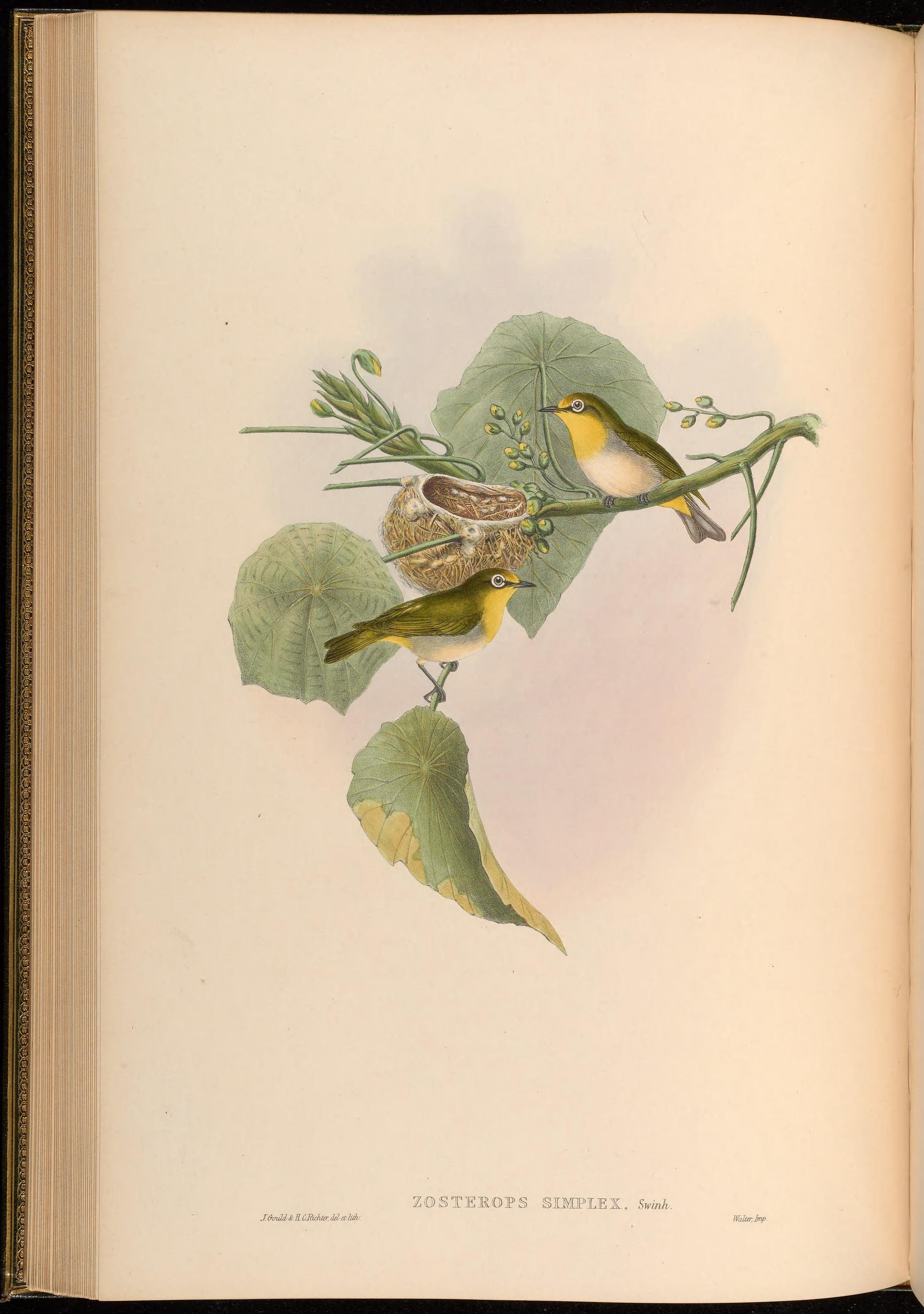 Image of <i>Zosterops japonicus simplex</i> Swinhoe 1861