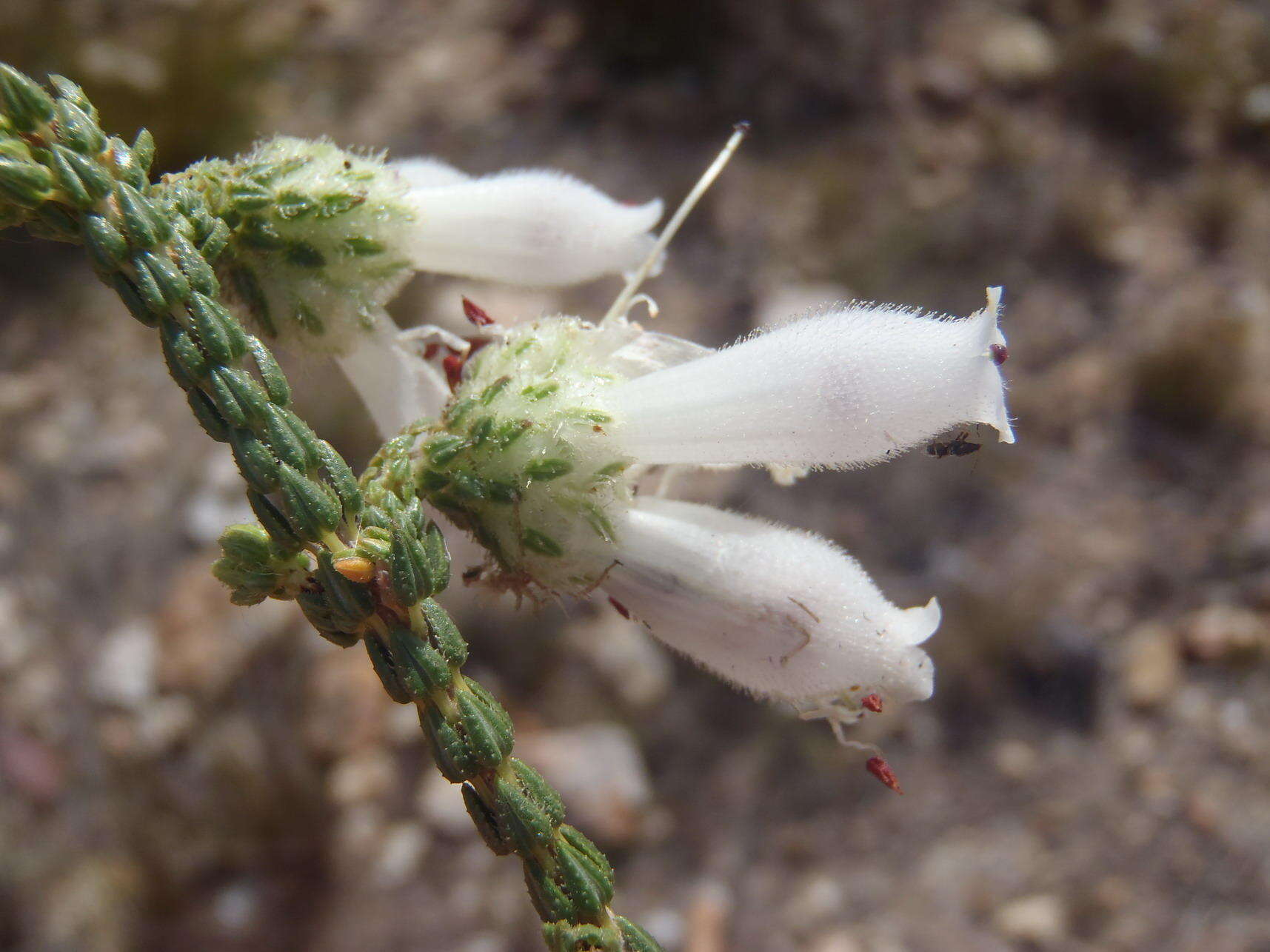 Image of Erica pectinifolia var. pectinifolia