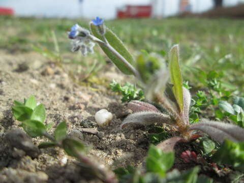 Image of Early Forget-me-not