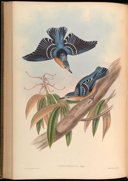 Image of Beautiful Nuthatch