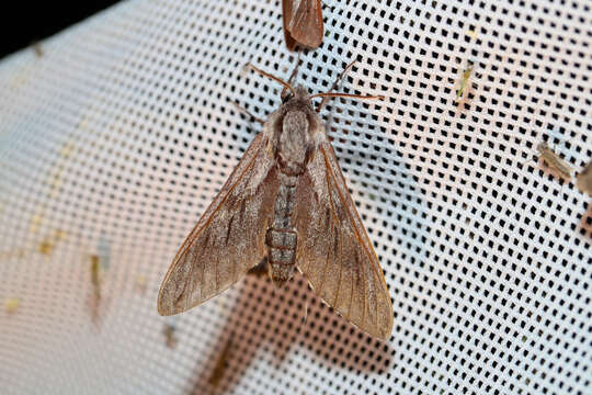 Image of Pine hawkmoth