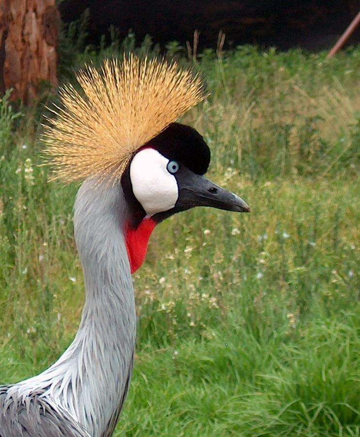 Image of South African Crowned Crane