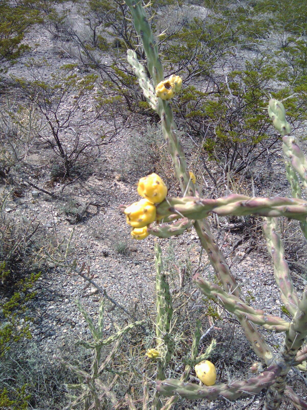 Image de Cylindropuntia kleiniae (DC.) F. M. Knuth