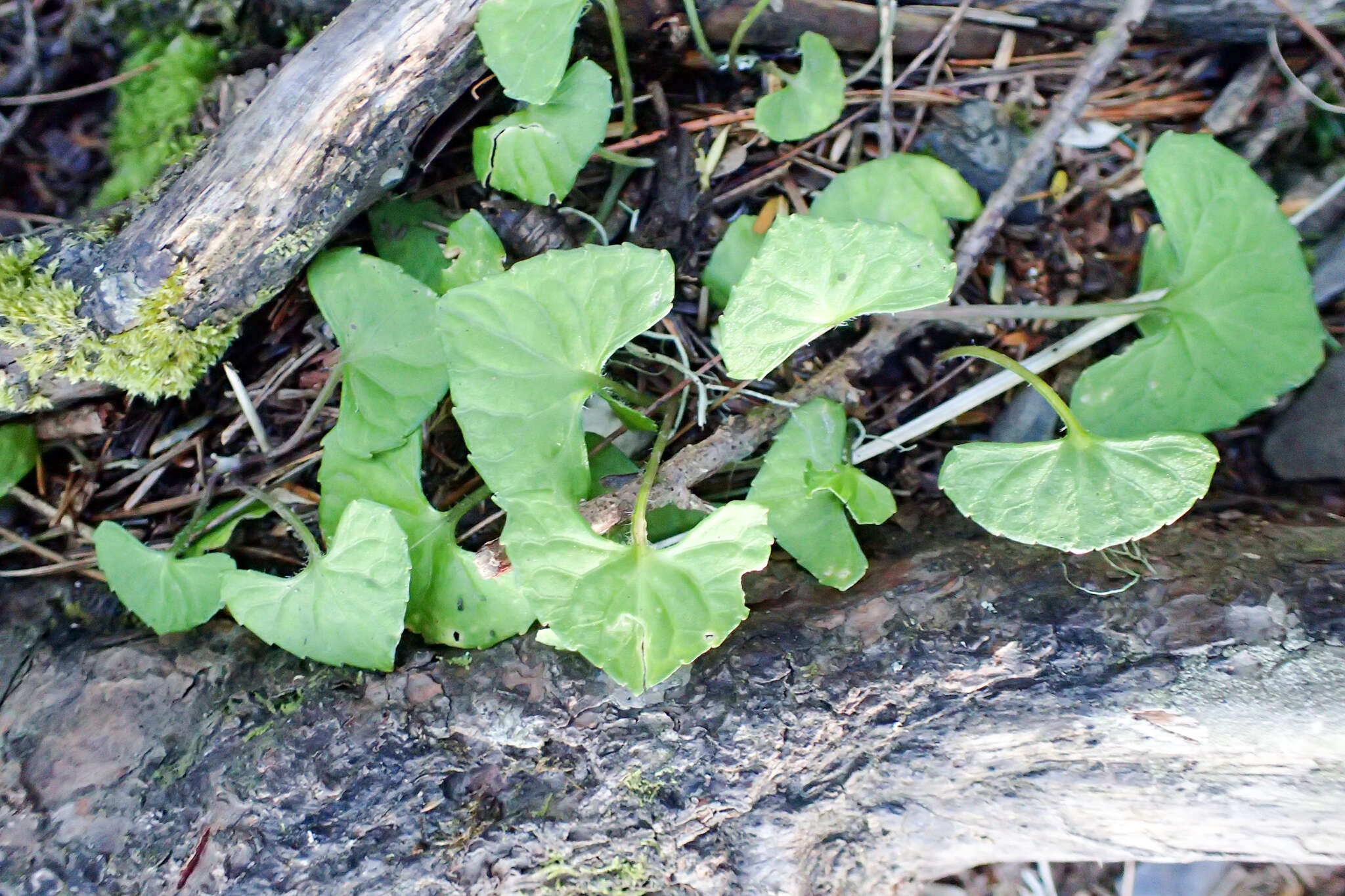 Image of Viola arcuata Bl.