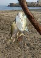 Image of Atlantic Moonfish