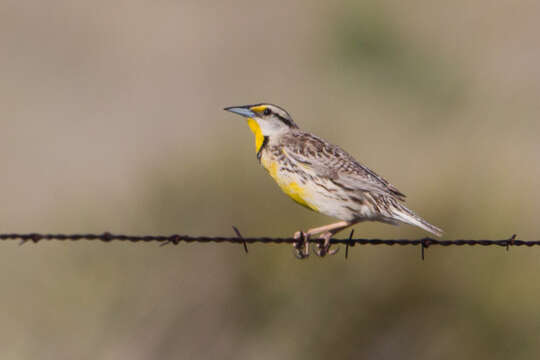 Image of Eastern Meadowlark