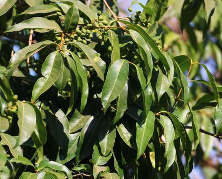 Image of Olea dioica Roxb.