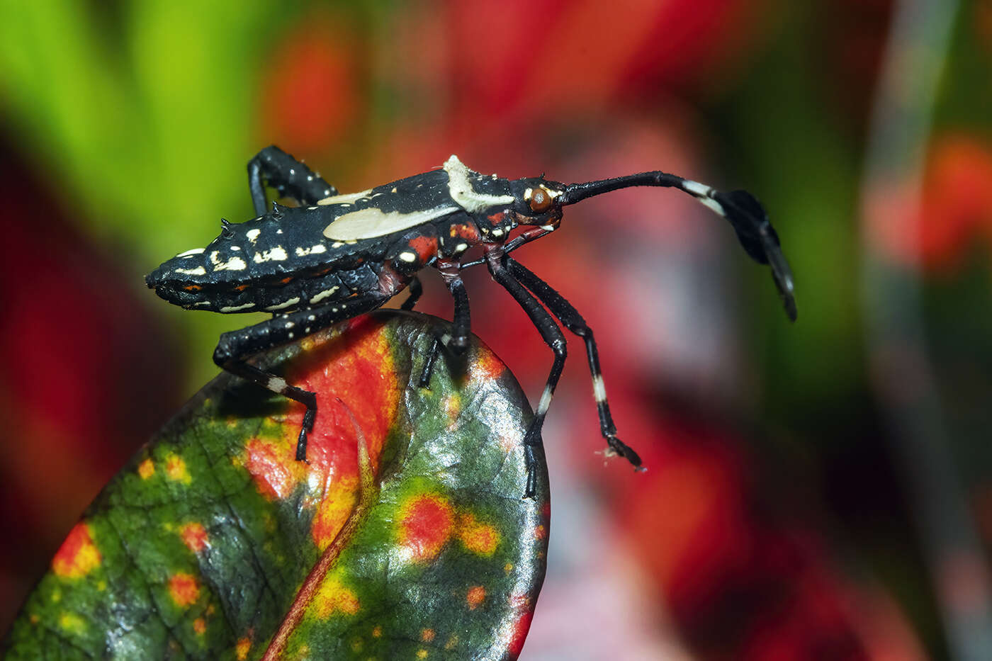 صورة Acanthocerus crucifer Palisot de Beauvois 1818