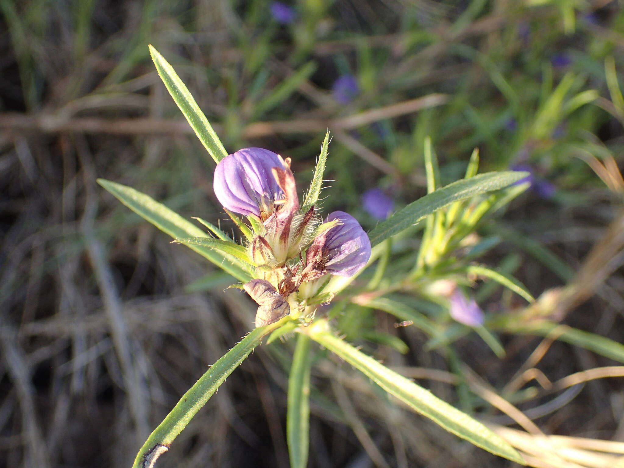 Hygrophila micrantha (Nees) T. Anders.的圖片