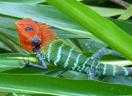 Image of Common green forest lizard