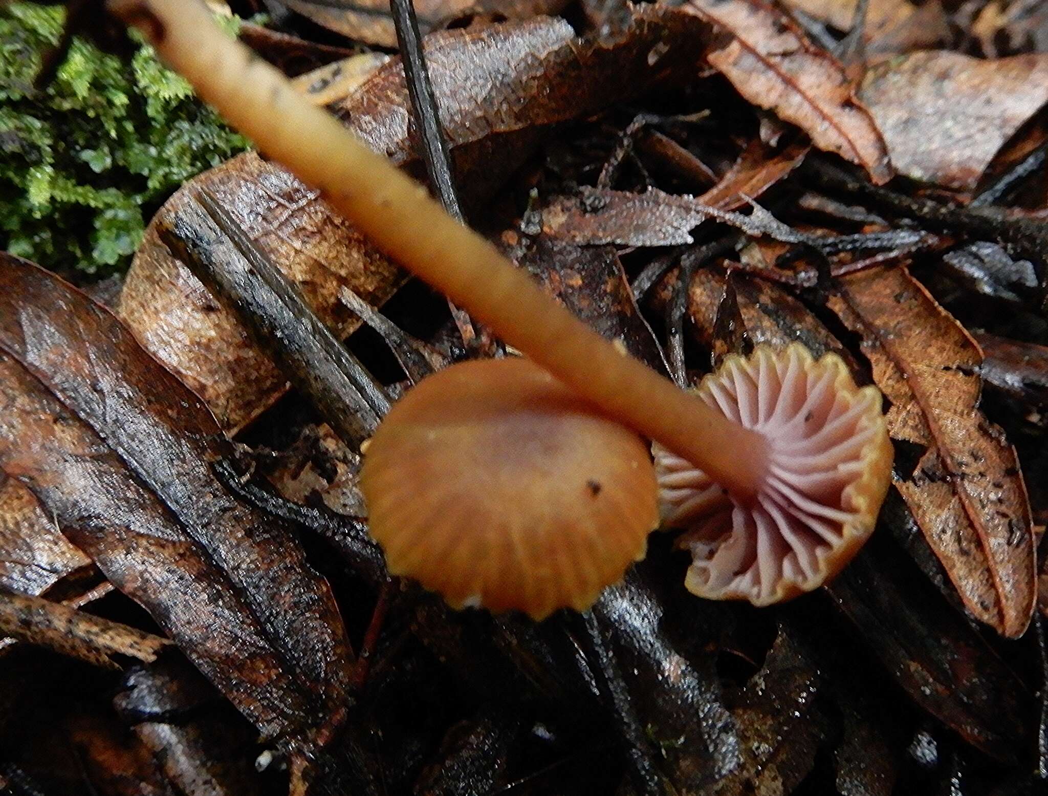 Hygrocybe lilaceolamellata (G. Stev.) E. Horak 1971的圖片