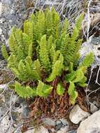 Image of Polystichum cystostegia (Hook.) Armstr.