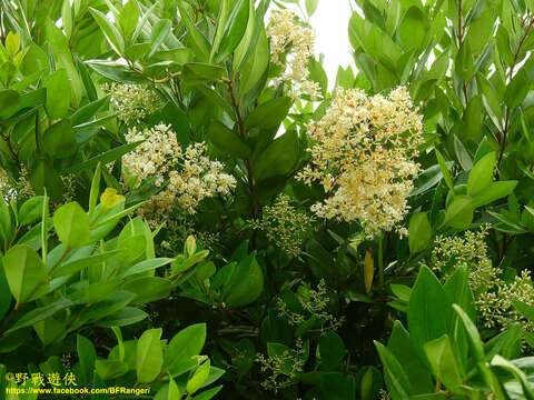 Image of Ligustrum liukiuense Koidz.