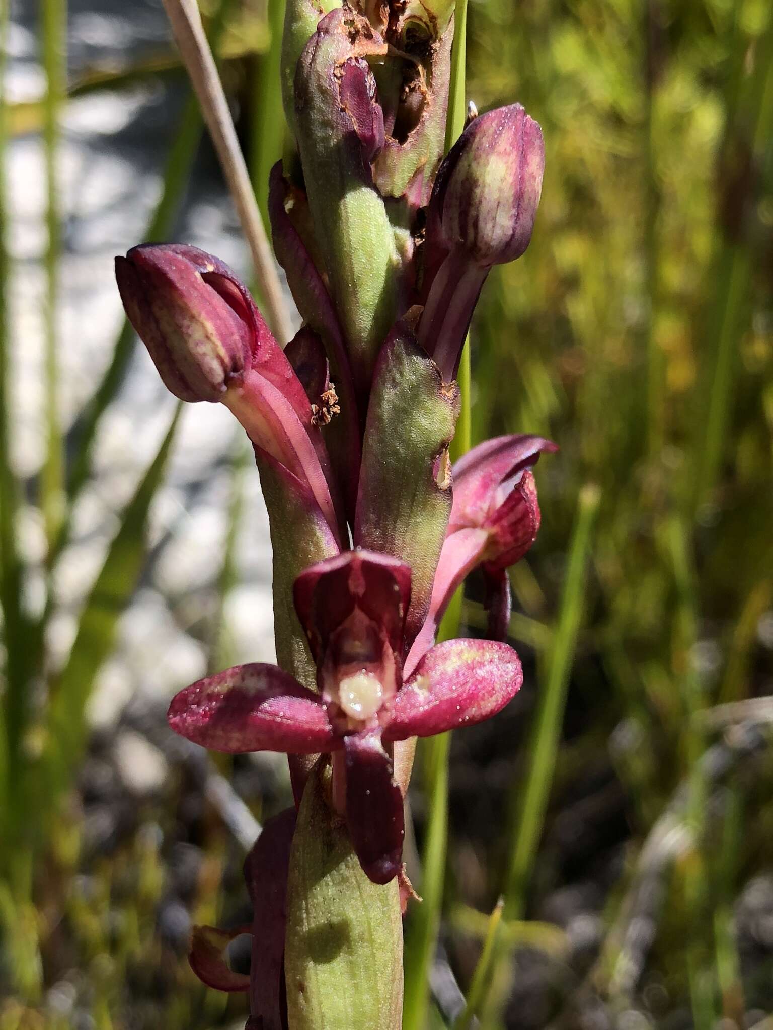 Image of Disa ophrydea (Lindl.) Bolus