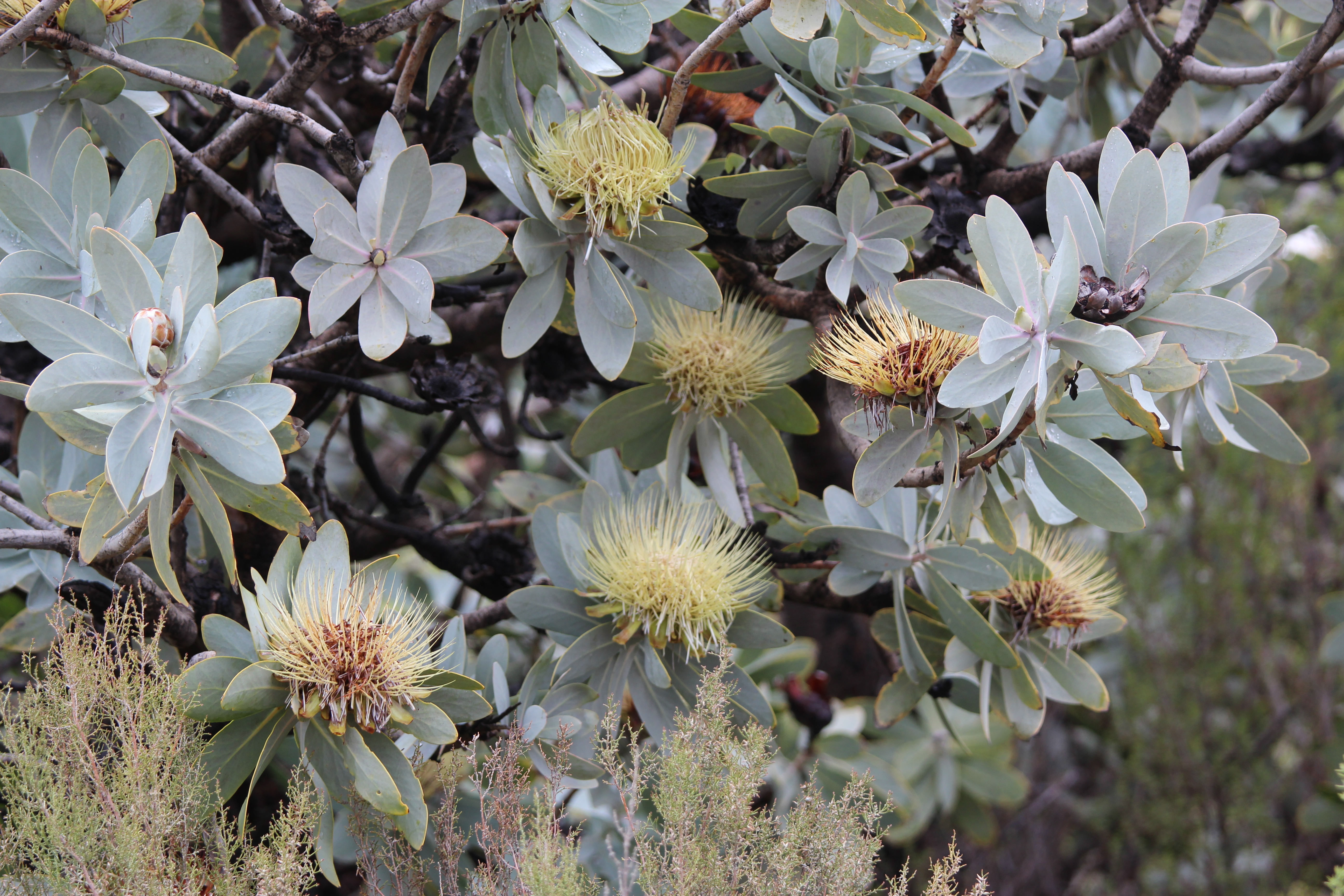 Protea nitida (rights holder: Arthur Chapman)