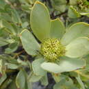 Image of Leucadendron loranthifolium (Salisb. ex Knight) I. Williams