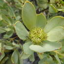 Image de Leucadendron loranthifolium (Salisb. ex Knight) I. Williams