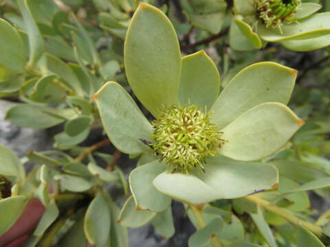 Image of Leucadendron loranthifolium (Salisb. ex Knight) I. Williams