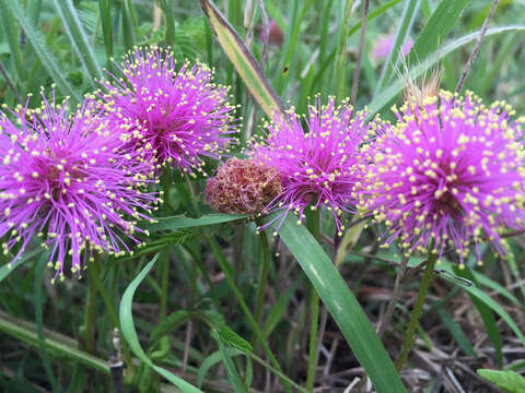 صورة Mimosa quadrivalvis var. platycarpa (A. Gray) Barneby