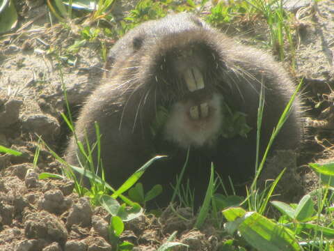 Image of Camas Pocket Gopher