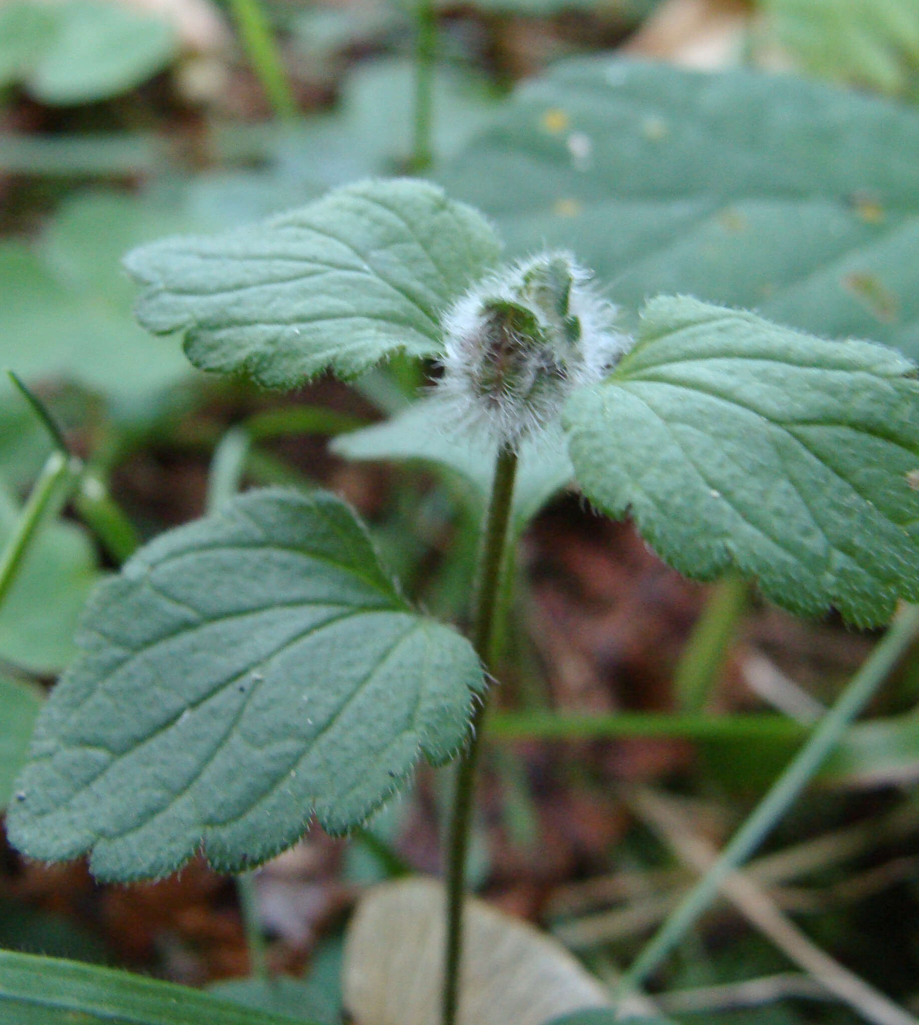 Image of Jaapiella veronicae (Vallot 1827)