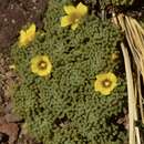 Image of Oxalis erythrorhiza Gill.