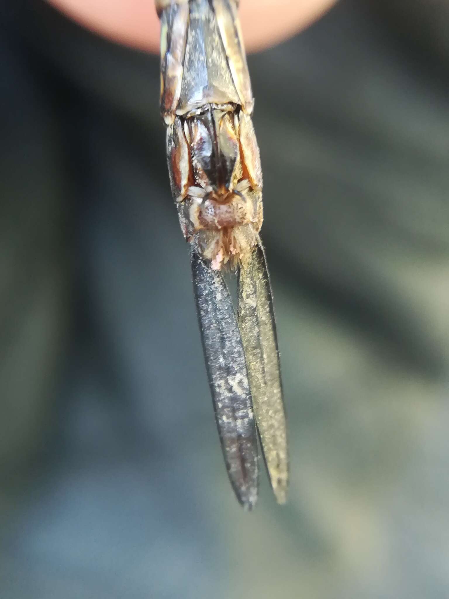 Image of Turquoise-tipped Darner