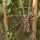 Image of Spinaeschna tripunctata (Martin 1901)