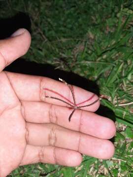 Image of stargrass