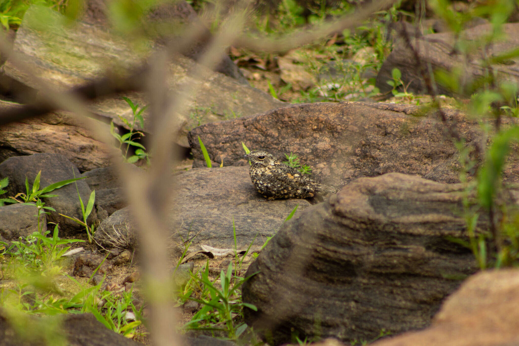 Image of Pygmy Nightjar