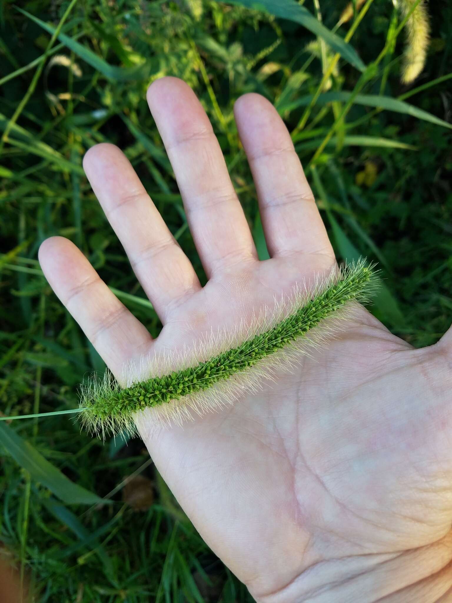 Image of Japanese bristlegrass