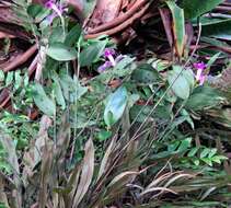 Image of Sobralia wilsoniana Rolfe