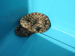 Image of Mexican Lancehead Rattlesnake