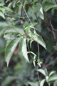 Image of Metastelma angustifolium (Rusby) Morillo