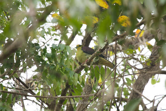 Image of Wedge-tailed Pigeon