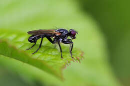 Image of Cordilura ciliata (Meigen 1826)