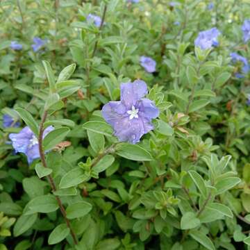 Image of Brazilian dwarf morning-glory