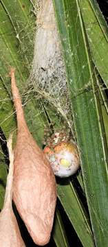 Image of Magnificent Bolas Spider